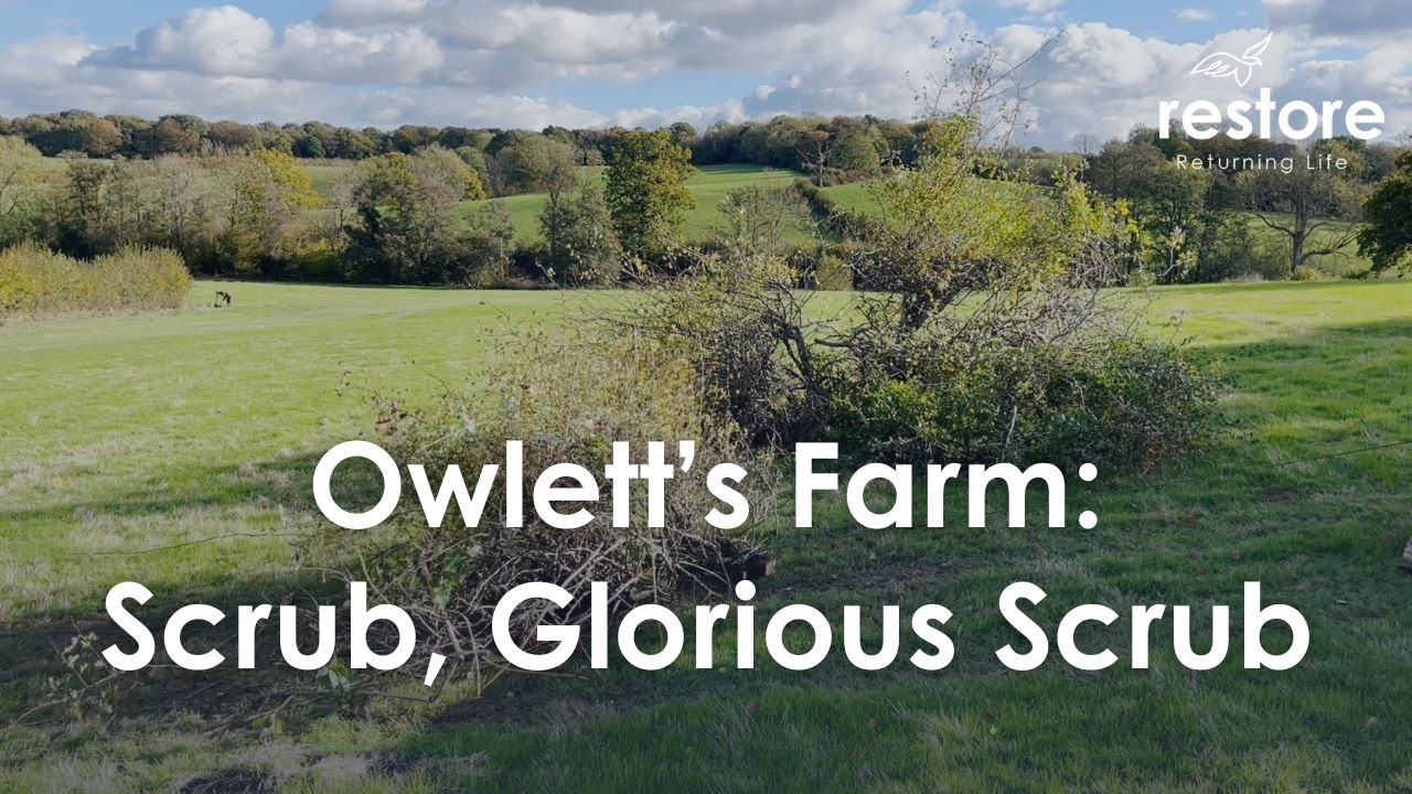 Scrub, Glorious Scrub - watch the video on YouTube